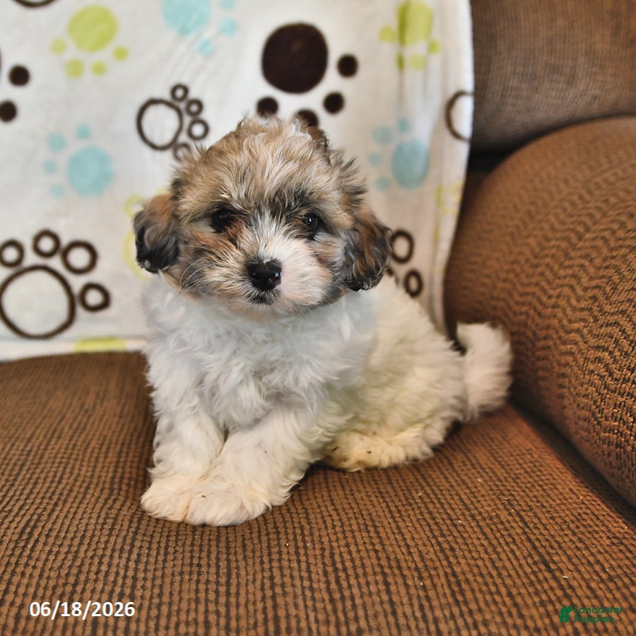 Shihpoo dogs Brooke - Ad 2