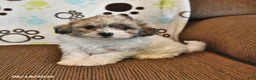 Shihpoo dogs for sale: Brooke - Ad 2