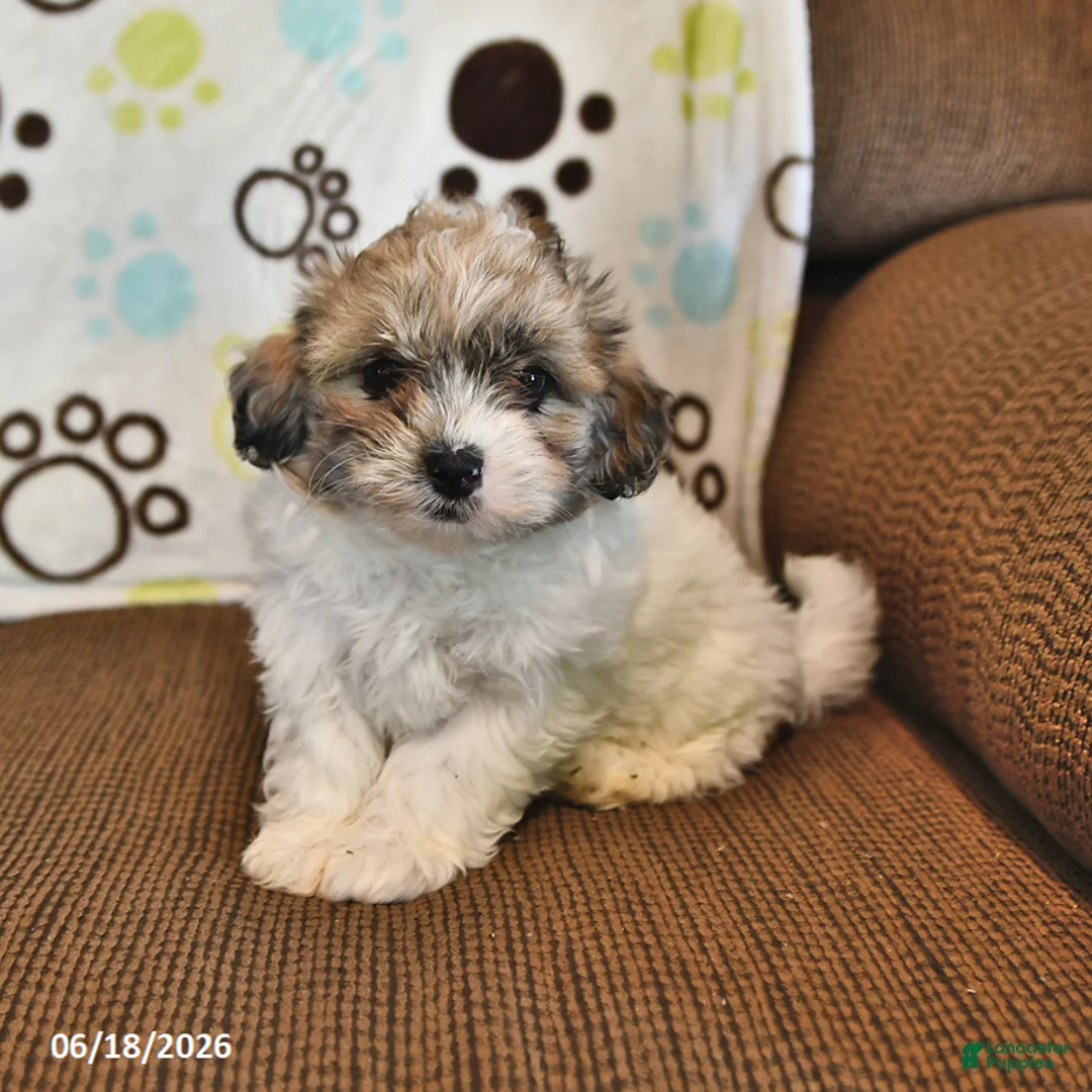 Shihpoo dogs for sale: Brooke - Ad 2
