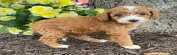 Mini Goldendoodle dogs for sale: Daisy- mini/petite - Ad 4