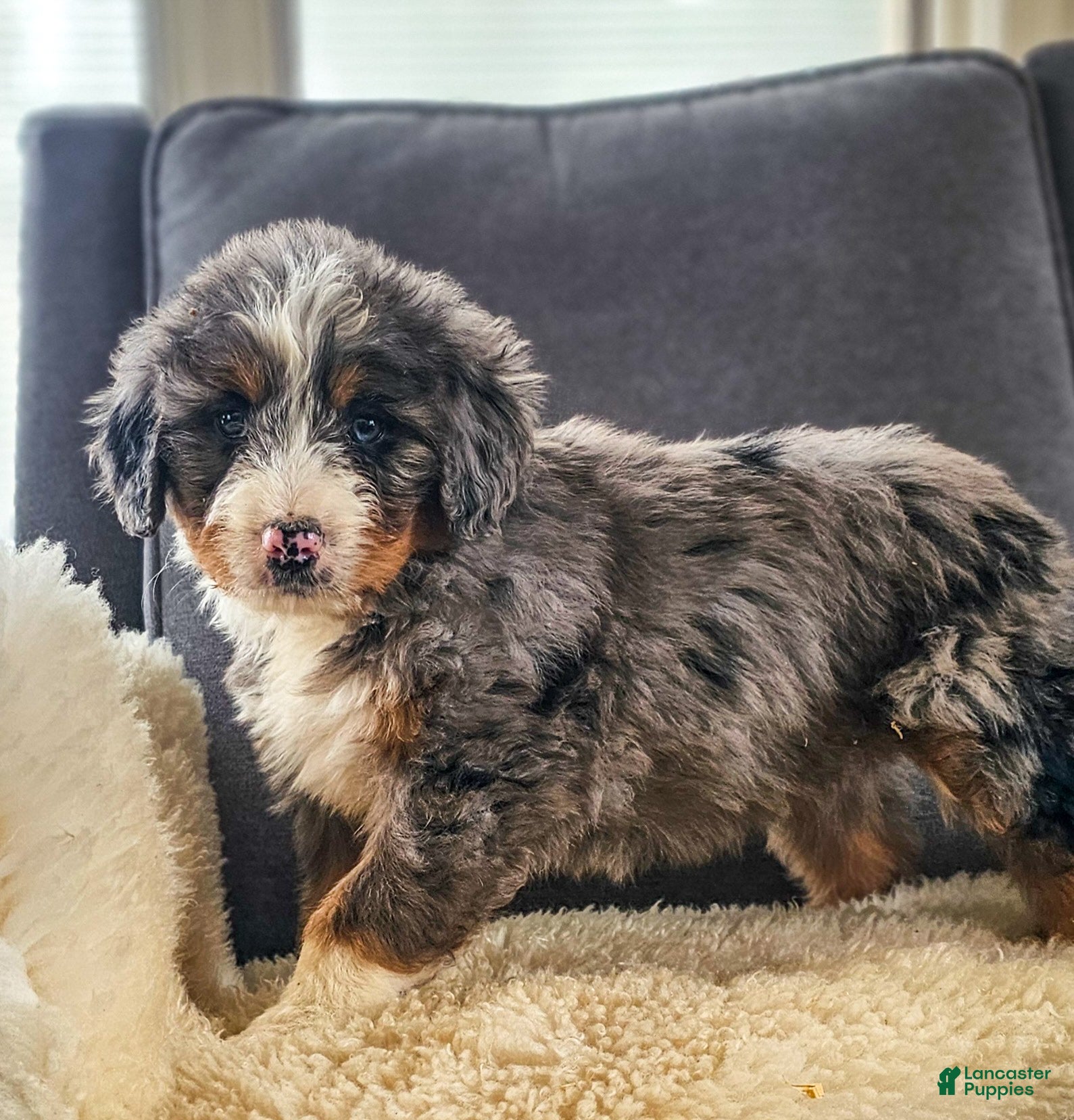 Bernedoodle dogs Blue! - Ad 2