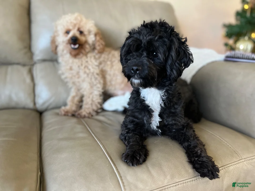 Yorkiepoo dogs for sale:  Coco - Ad 9