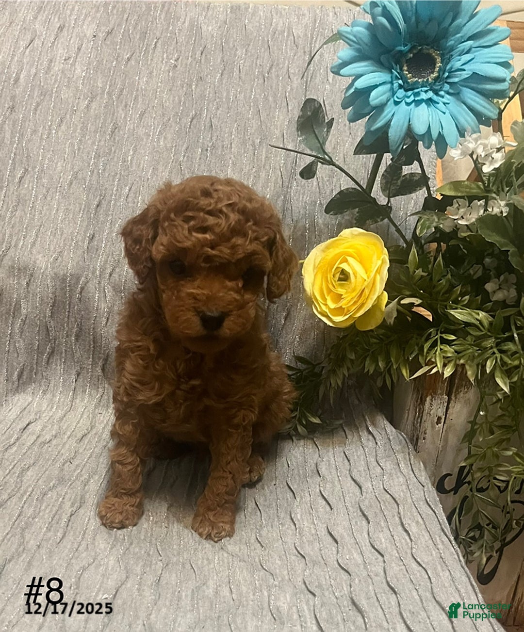 Miniature Poodle dogs for sale: Mark - Ad 1