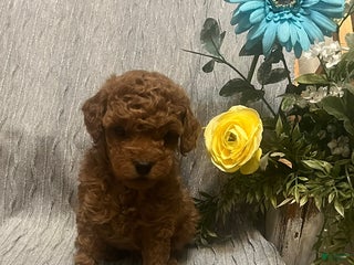 Miniature Poodle dogs Mark - Ad 20