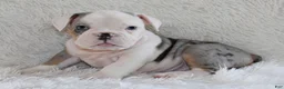English Bulldog dogs for sale: Hayes - Ad 10