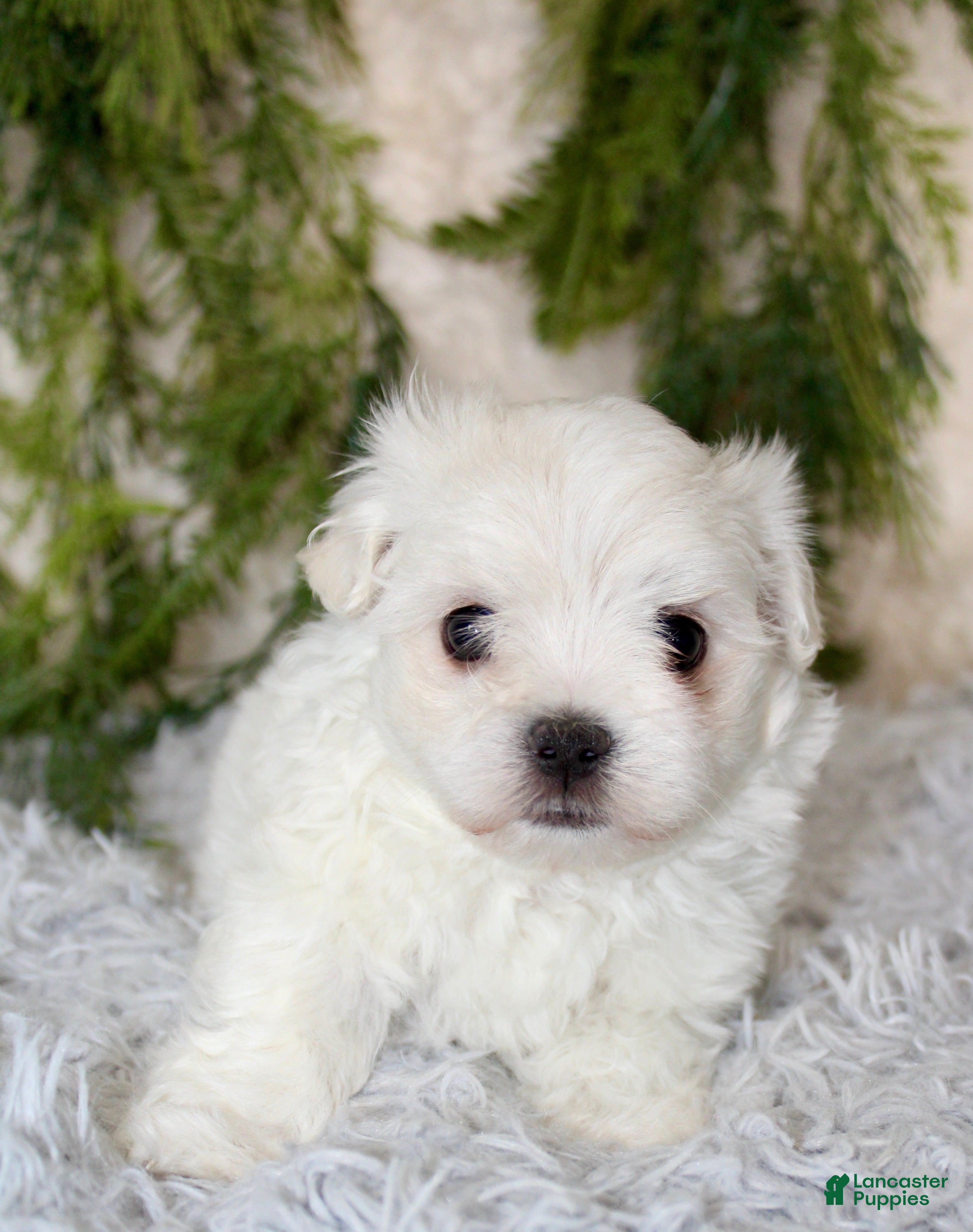 Maltese dogs Puppy 1 - Ad 13