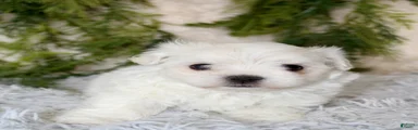 Puppy 1
