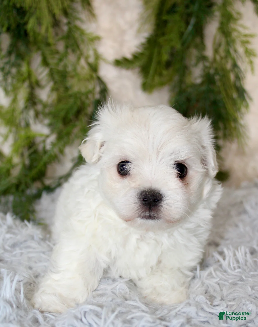Maltese dogs for sale: Puppy 1 - Ad 1