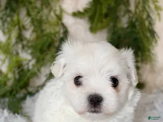 Maltese dogs Puppy 1 - Ad 30