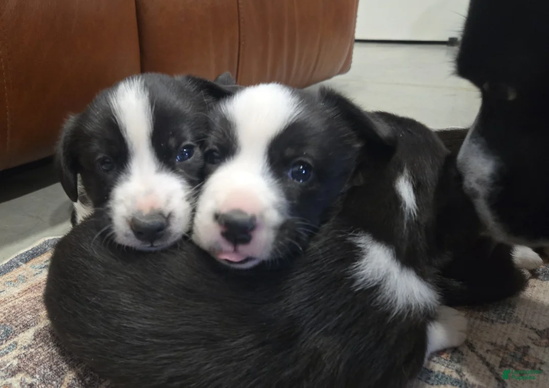 Welsh Corgi Cardigan dogs for sale: Welsh Corgi Cardigan Puppy 4 - Ad 13