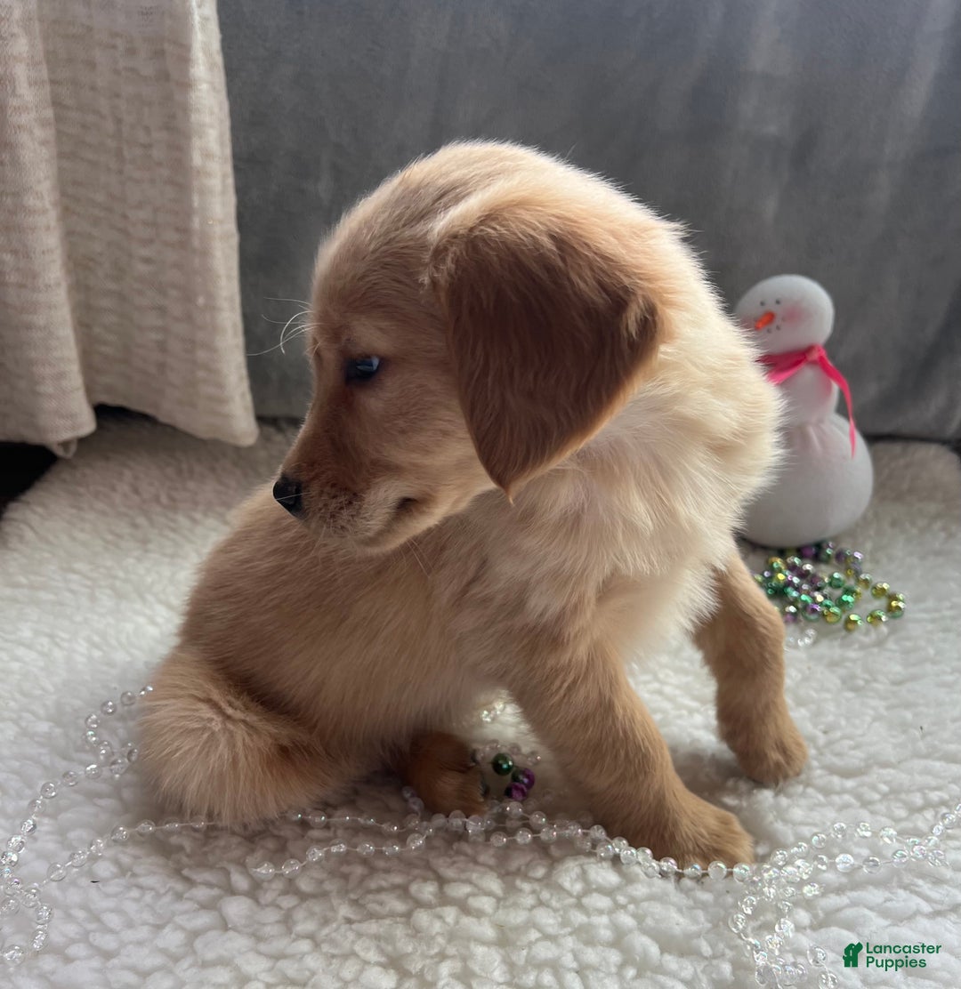 Golden Retriever dogs for sale: Remi - Ad 5