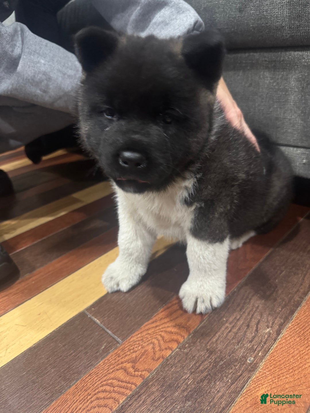 Akita dogs for sale: Akita Puppy 1 - Ad 2