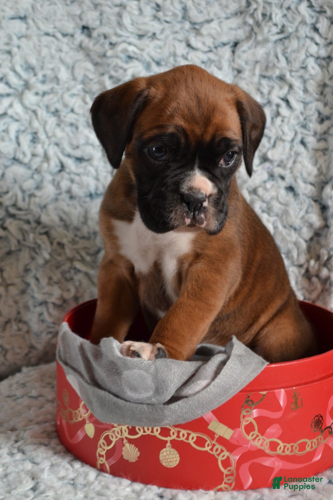 Boxer dogs for sale: Sophie - Ad 2