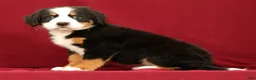Bernese Mountain Dog dogs for sale: Fern - Ad 6