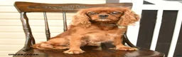 Cavalier King Charles Spaniel dogs for sale: Potato  - Ad 6