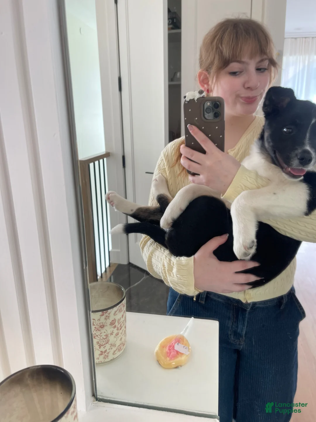 Mixed Breed dogs for sale: Mixed Breed Puppy 1 - Ad 4