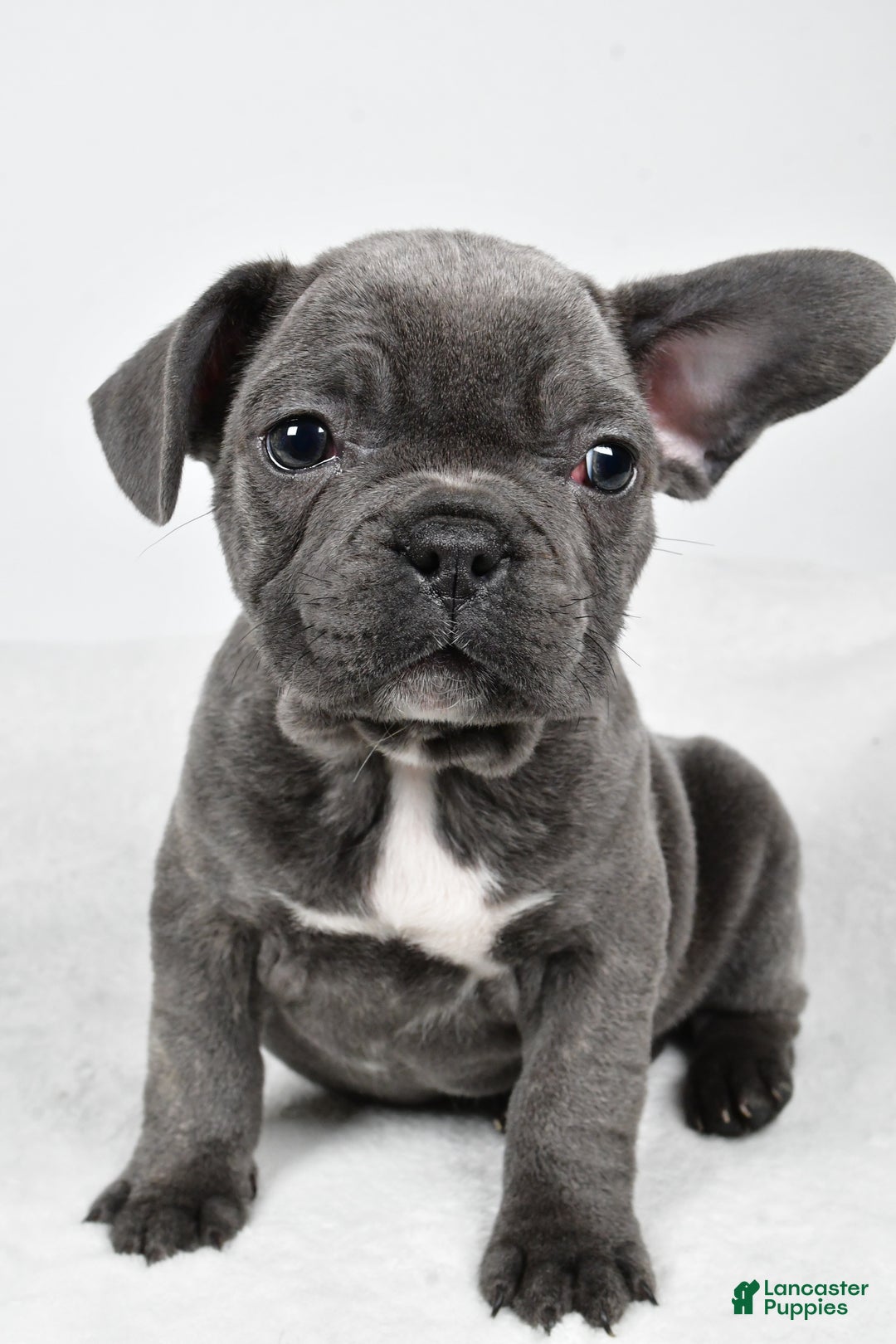 Mixed Breed dogs for sale: Randy - Ad 5