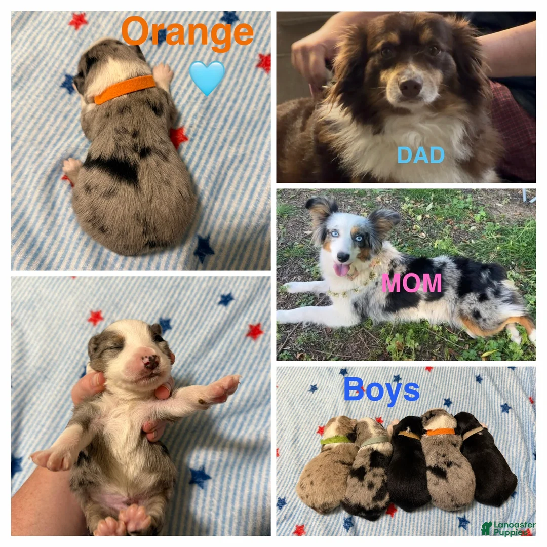 Miniature Australian Shepherd dogs for sale: Orange  - Ad 1