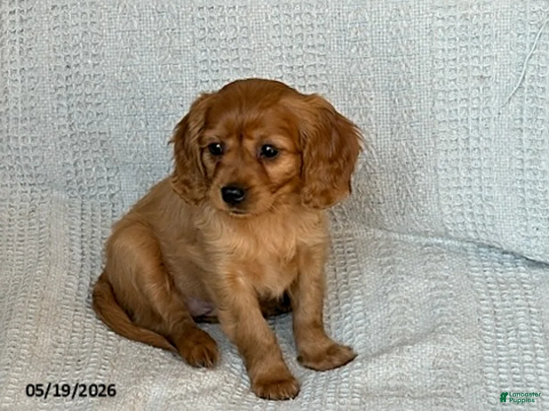 Miniature Golden Retriever dogs for sale: Bailey - Ad 10