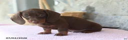 Miniature Dachshund dogs for sale: Waylon - Ad 2