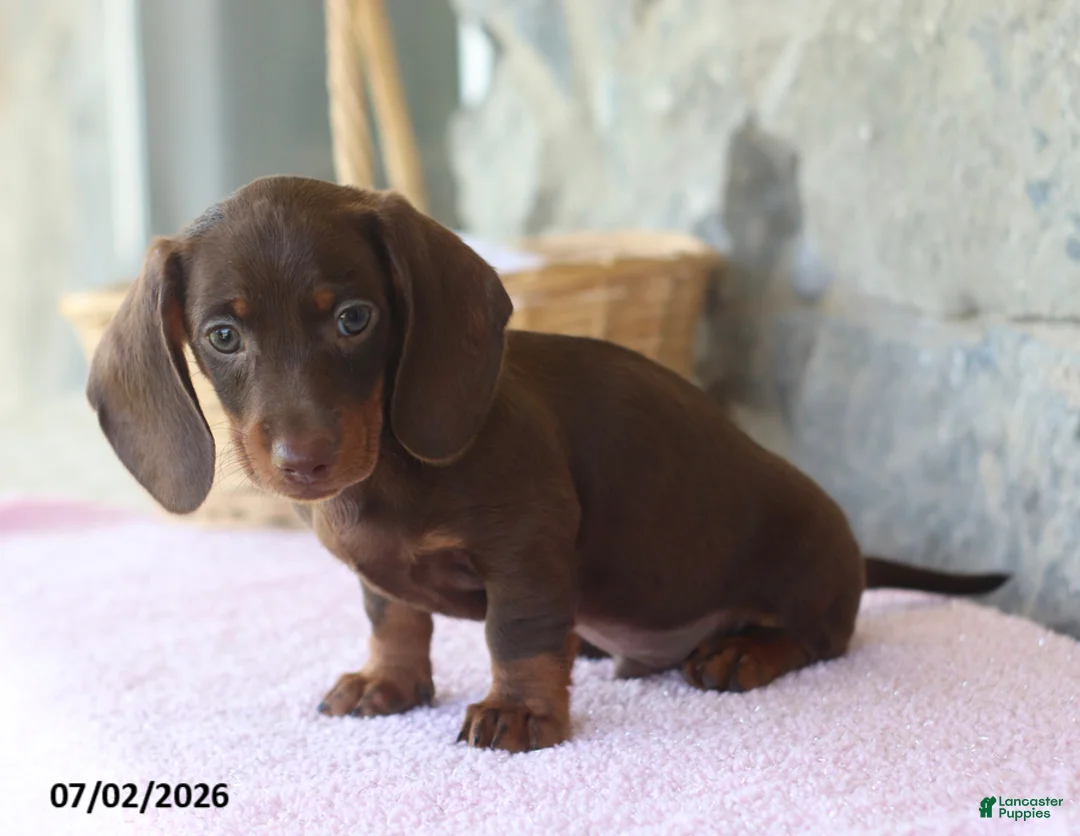Miniature Dachshund dogs for sale: Waylon - Ad 2