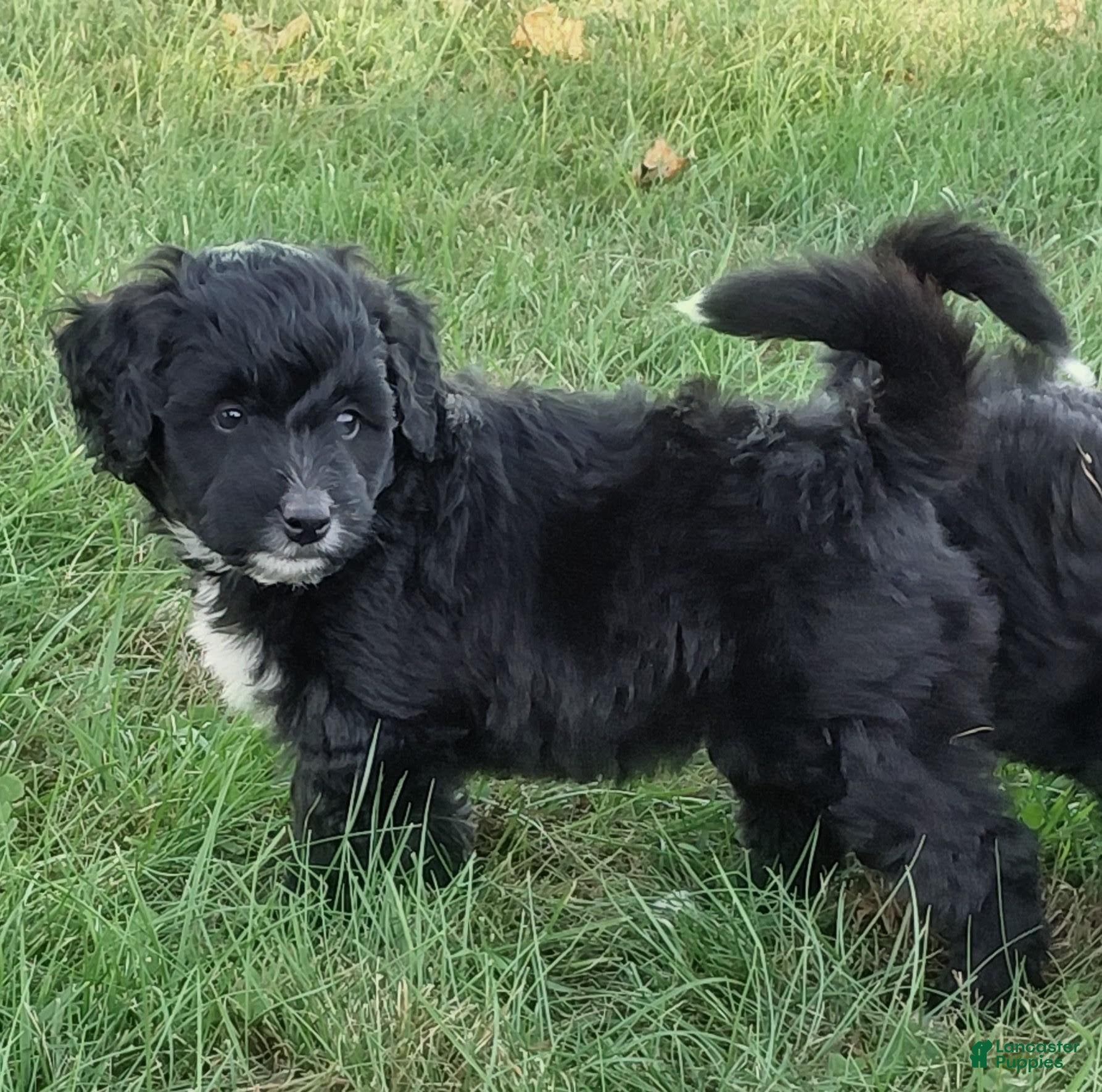Mini Goldendoodle dogs Mountain Goldendoodle - Roxie - Ad 2