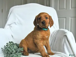 Mixed Breed dogs for sale: Wayne - Ad 3