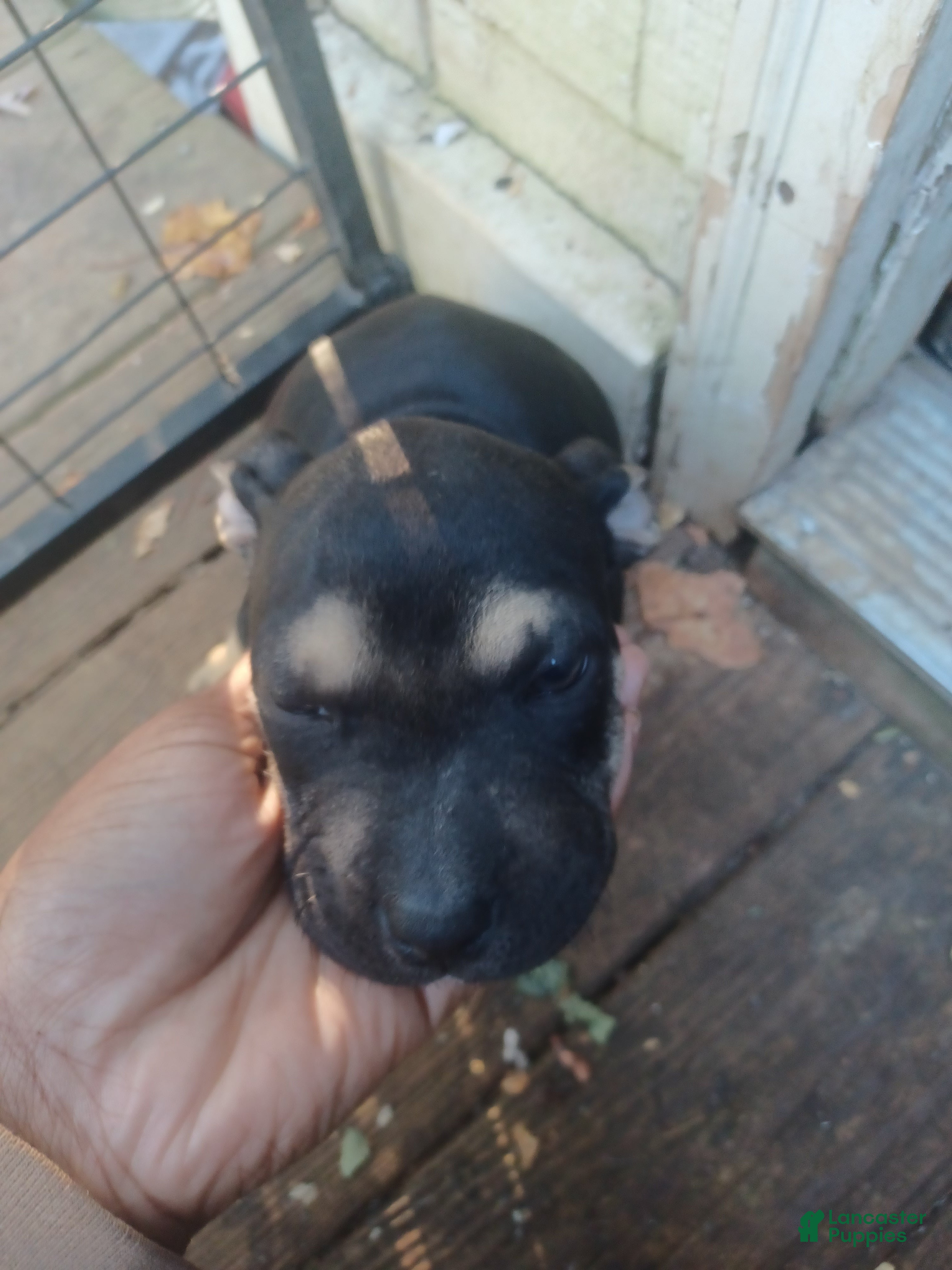 Mixed Breed dogs for sale: Mixed Breed 1 - Ad 34