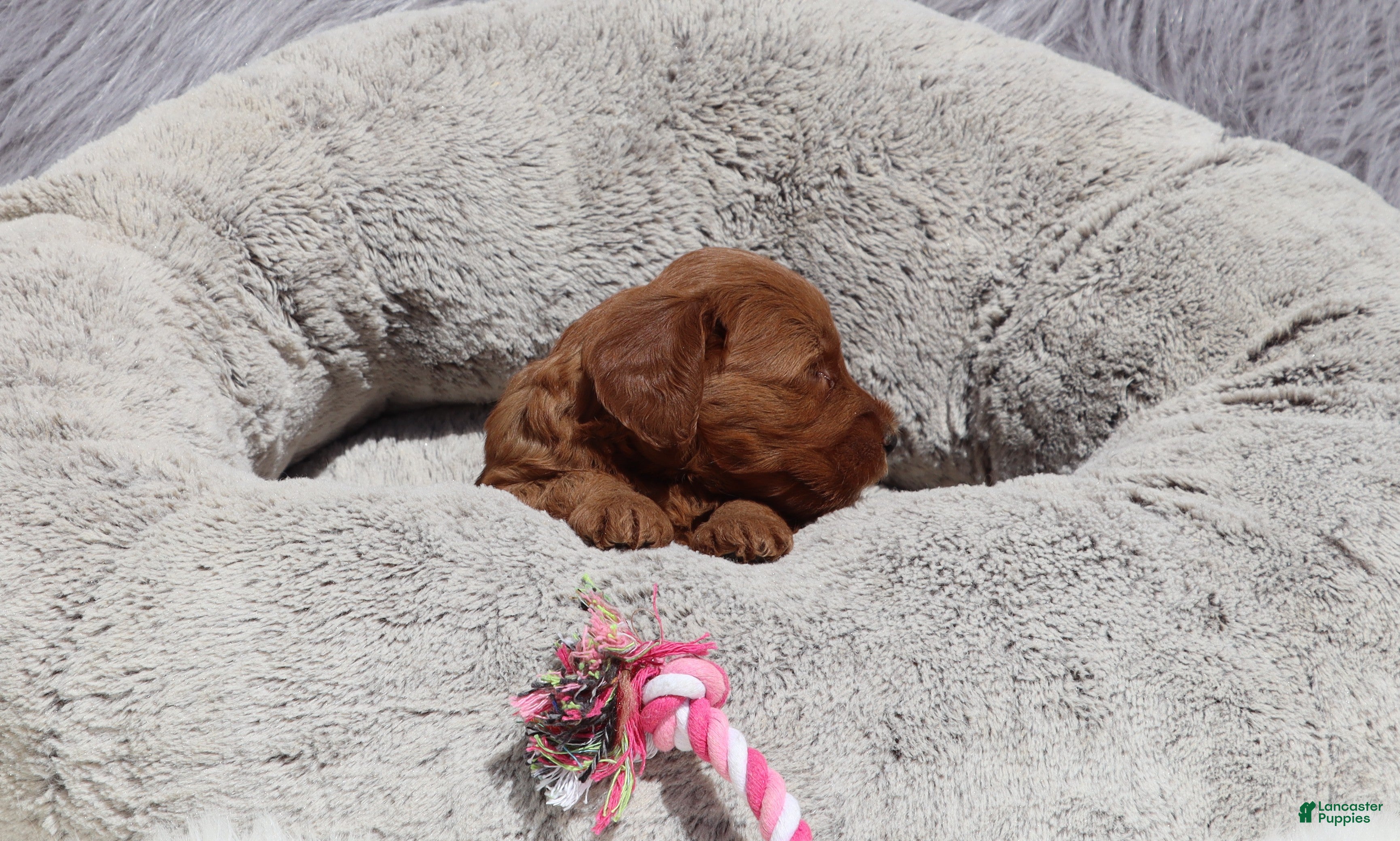 Mini Goldendoodle dogs Miley 🌷GenClearParents - Ad 2