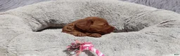 Mini Goldendoodle dogs for sale: Miley 🌷GenClearParents - Ad 2