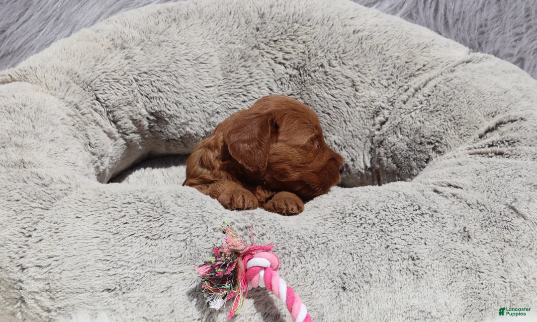 Mini Goldendoodle dogs for sale: Miley 🌷GenClearParents - Ad 2