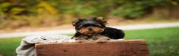 Yorkshire Terrier dogs for sale: Damon Yorkshire Terrier  - Ad 3
