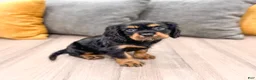 Cavalier King Charles Spaniel dogs for sale: Daisy - Ad 3