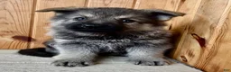 Mixed Breed dogs for sale: Mini Fenn  - Ad 6