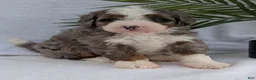 Mini Bernedoodle dogs for sale: Mini Darcy  - Ad 27
