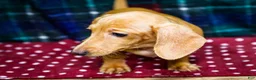 Miniature Dachshund dogs for sale: Tammy - Ad 2