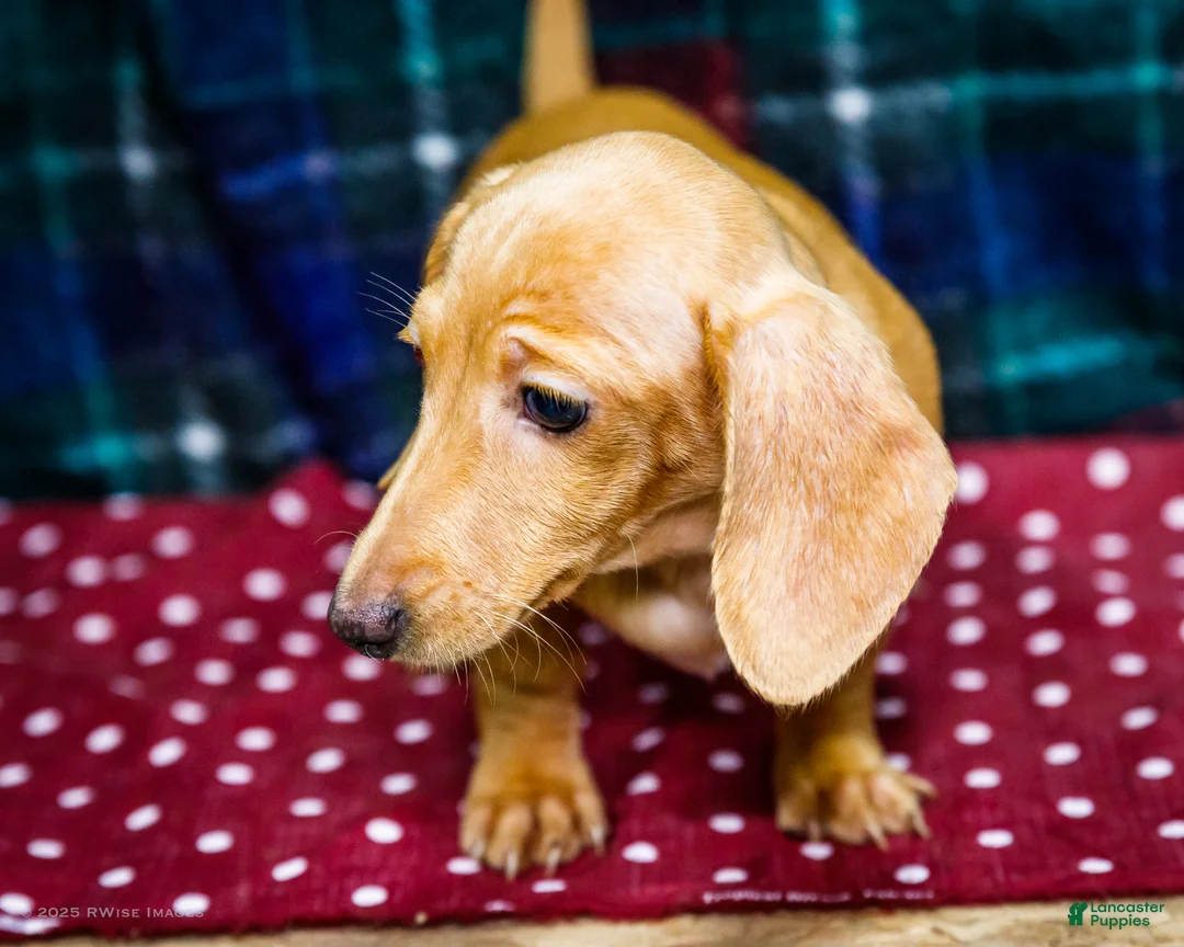 Miniature Dachshund dogs for sale: Tammy - Ad 2