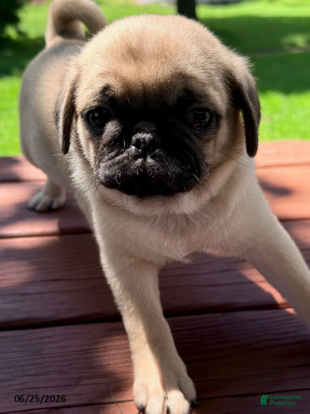 Pug dogs for sale: Tucker - Ad 1