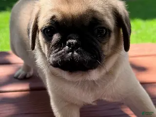 Pug dogs Tucker - Ad 14