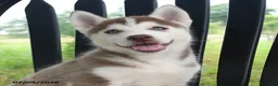 Siberian Husky dogs for sale: Shasta - Ad 3