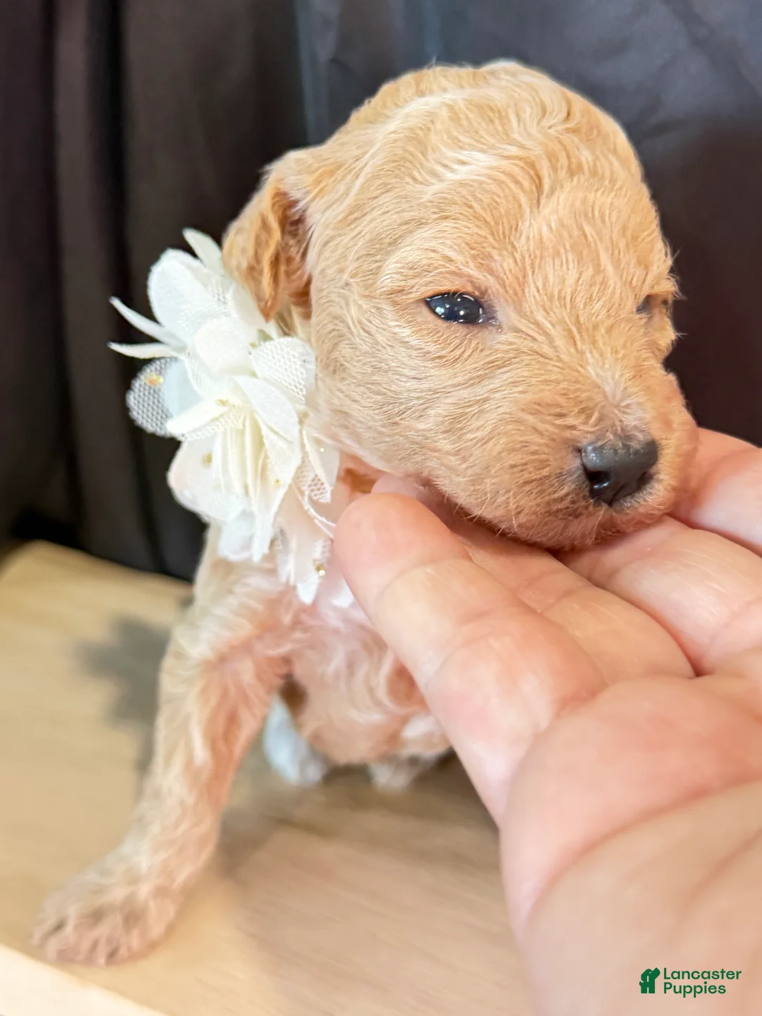 Miniature Poodle dogs for sale: King - Ad 2