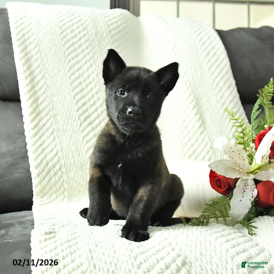Belgian Malinois dogs for sale: Bear - Ad 4