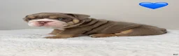 English Bulldog dogs for sale: English Bulldog 1 - Ad 3