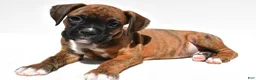 Boxer dogs for sale: Stevie - Ad 4