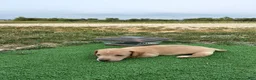 Dachshund dogs for sale: Bella - Ad 40