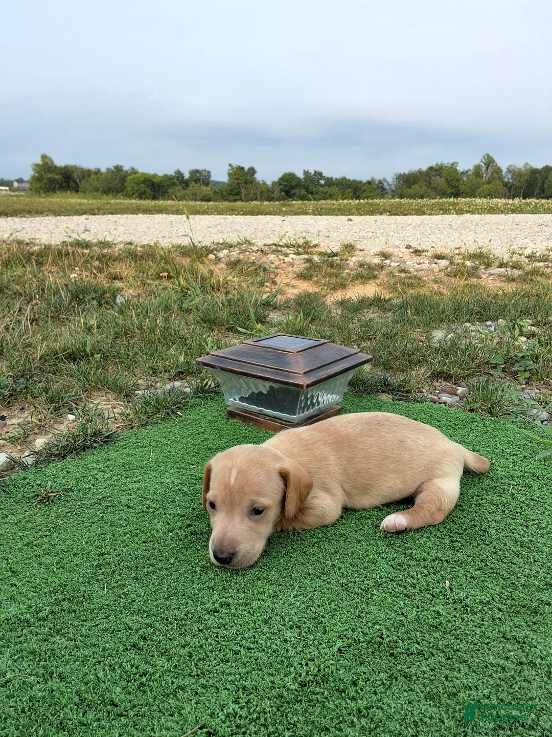 Dachshund dogs for sale: Bella - Ad 40