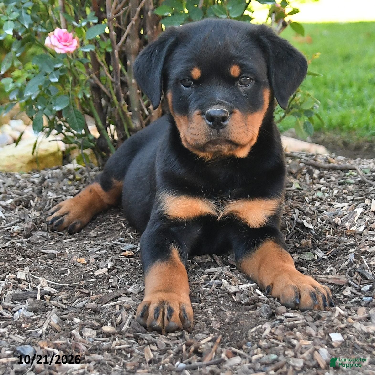 Rottweiler dogs Trixie - Ad 2