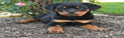 Rottweiler dogs for sale: Trixie - Ad 2