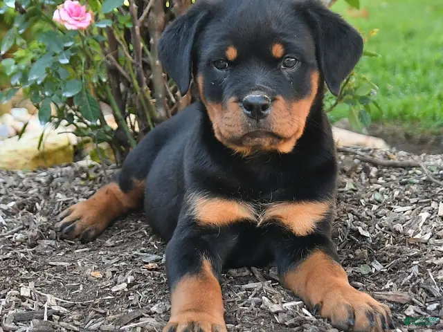 Rottweiler dogs Trixie - Ad 2