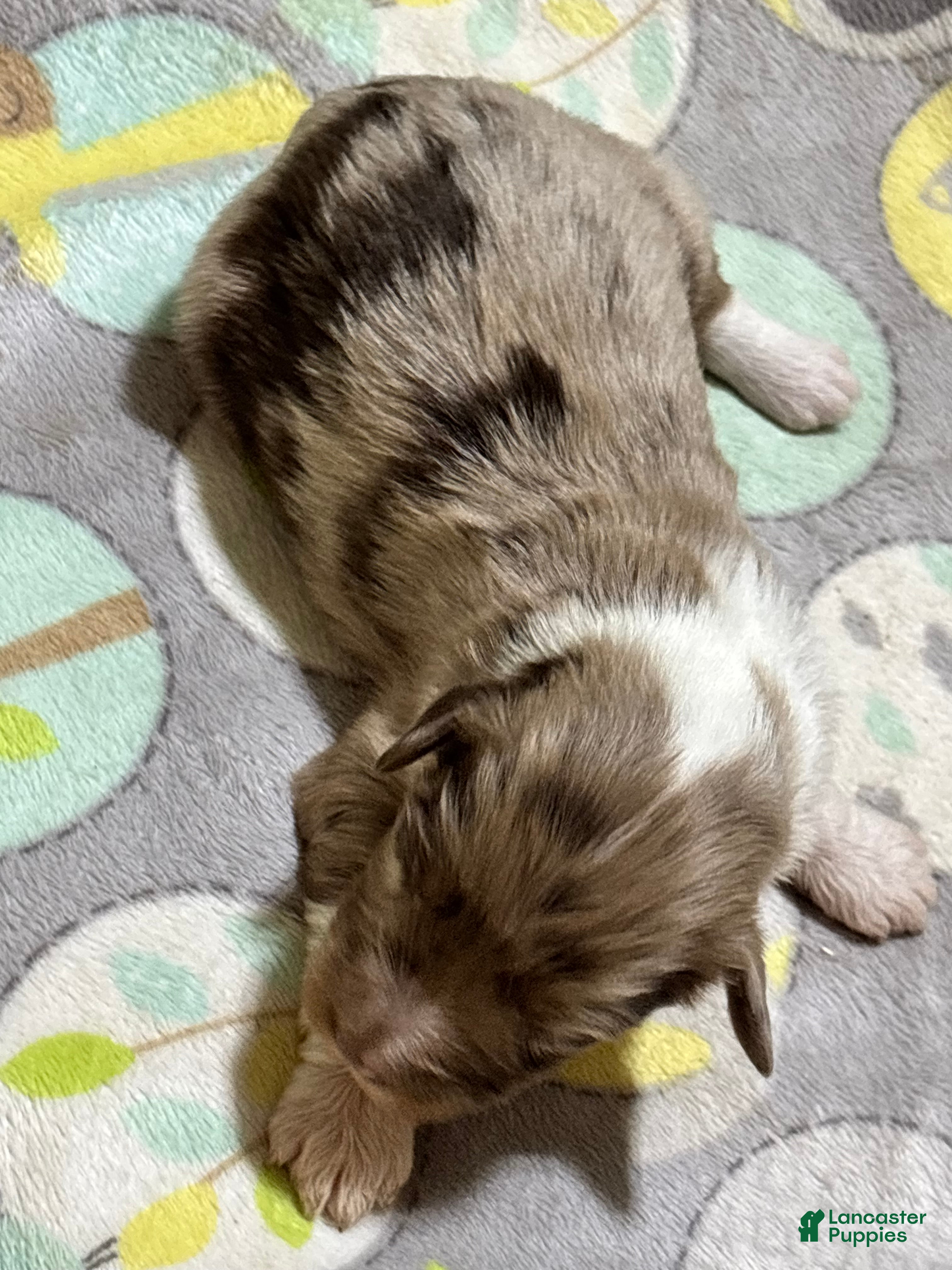 Mini Aussiedoodle dogs Truffles - Ad 2